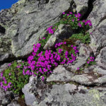 La faune et la flore