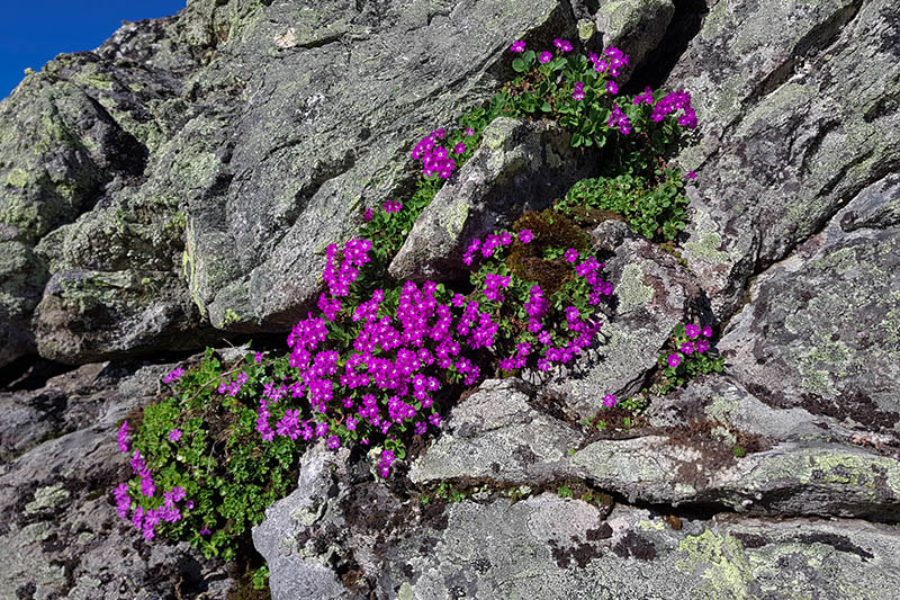 fleurs