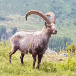 La faune et la flore