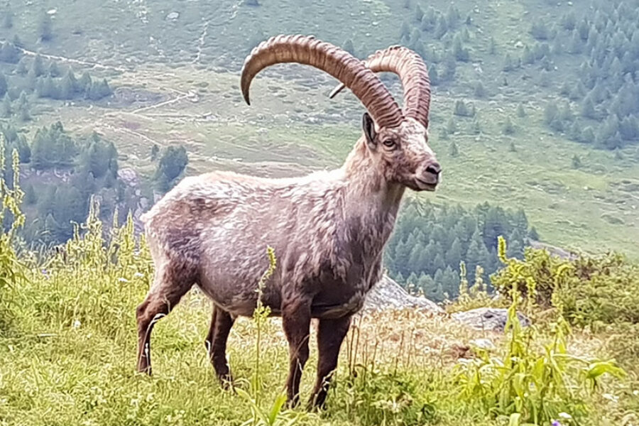 faune