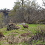 La faune et la flore