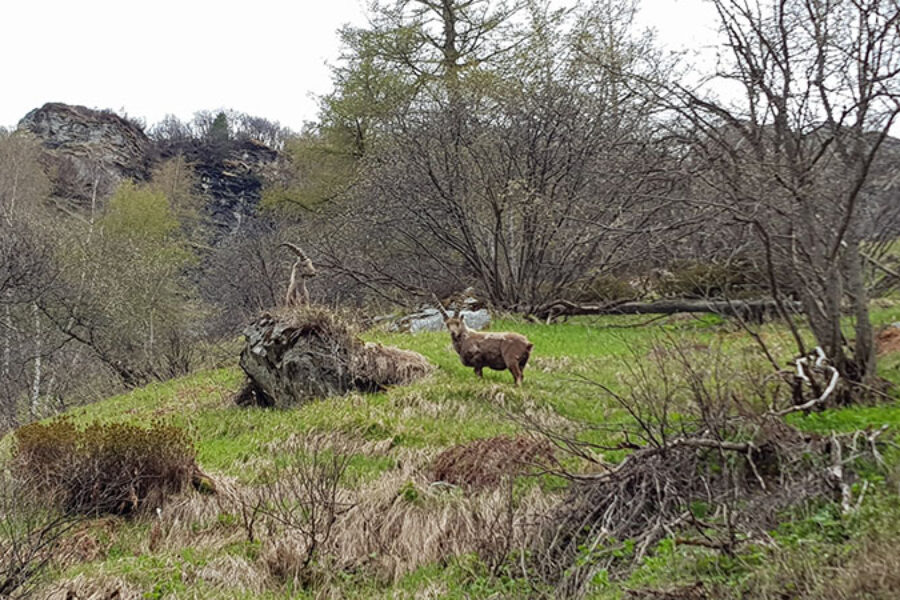 faune