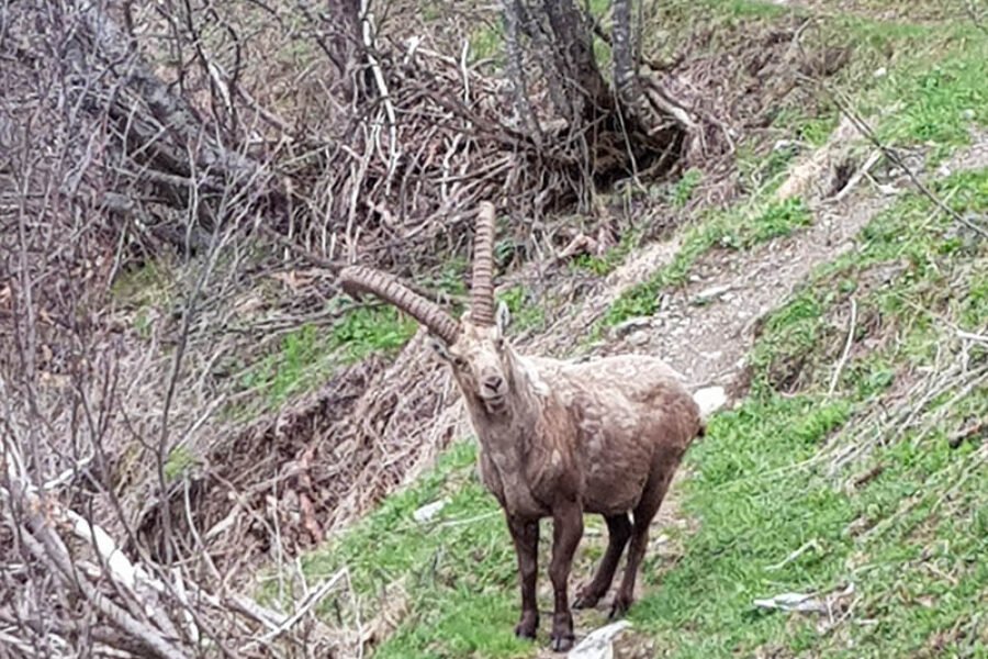 faune