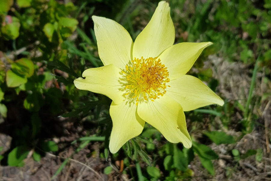fleurs
