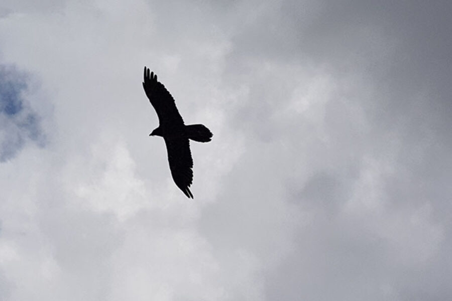 faune