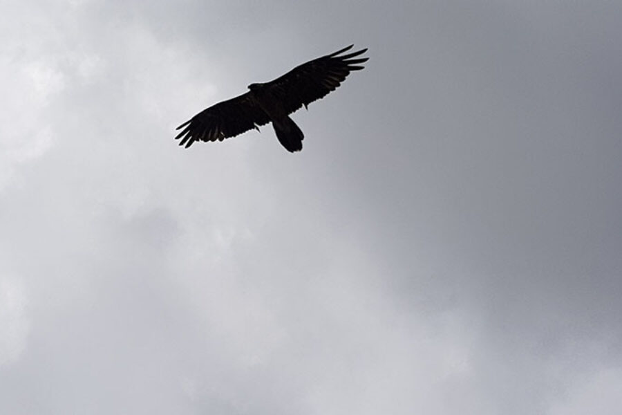 faune