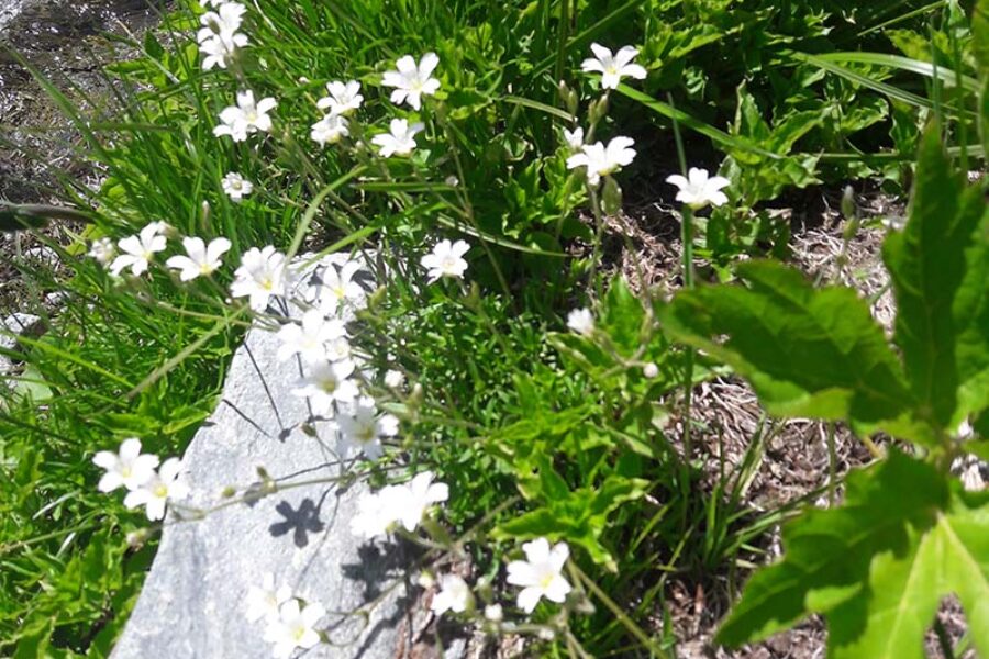 fleurs