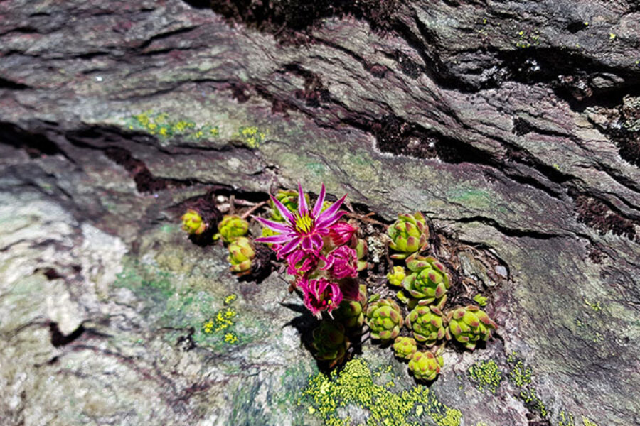 fleurs