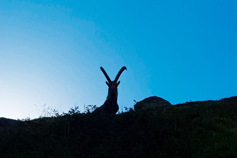 faune