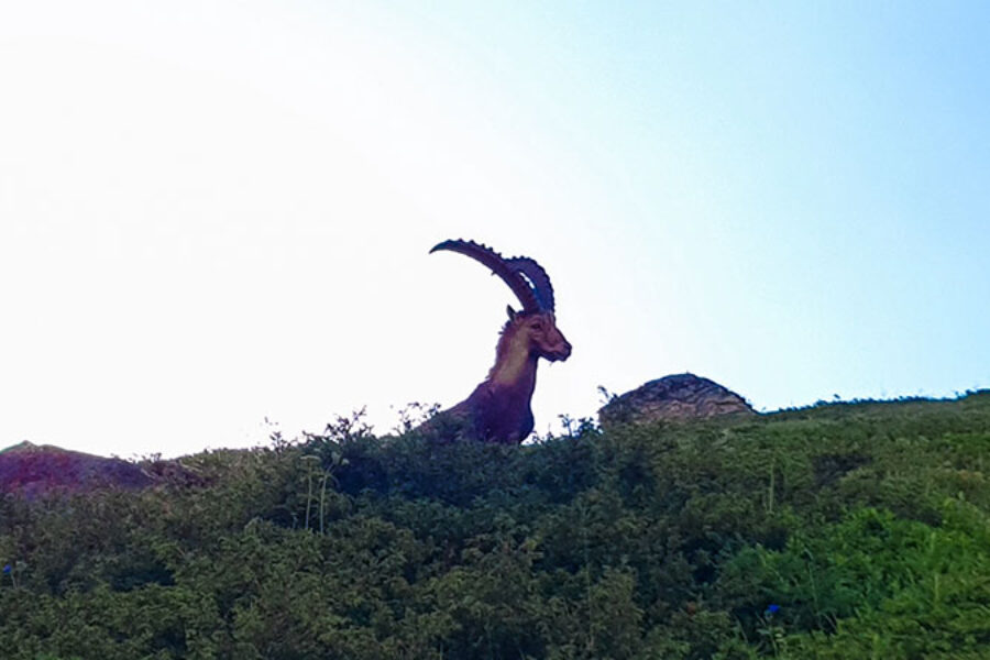 faune