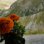 La faune et la flore