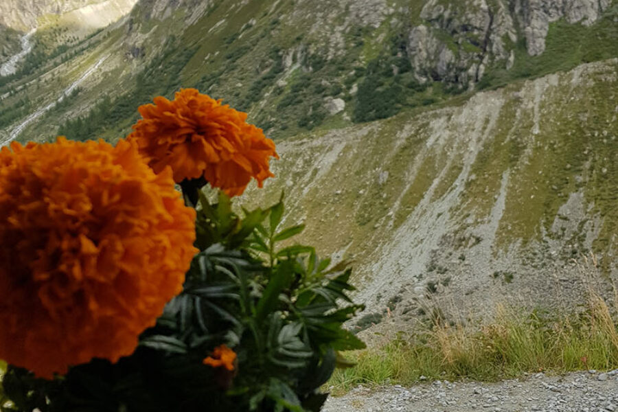 fleurs